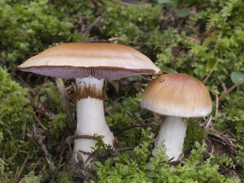 Cortinarius varius